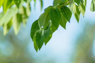 Gymnocladus dioica meerstammig