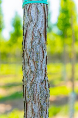 Gymnocladus dioica meerstammig 200-250