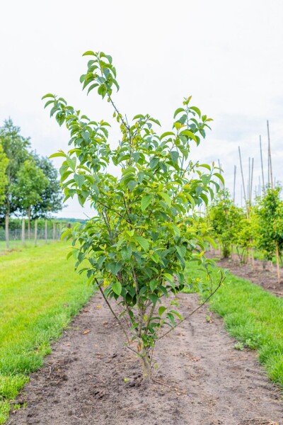 Halesia carolina meerstammig 300-350