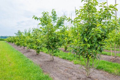 Halesia carolina meerstammig 300-350