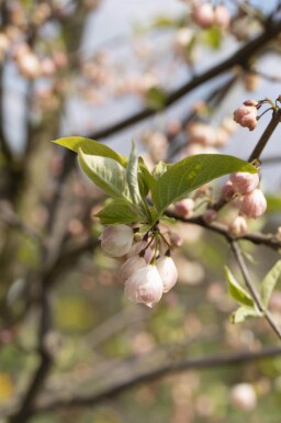 Halesia carolina meerstammig 300-350