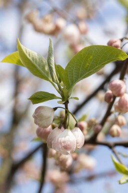 Halesia carolina meerstammig 300-350