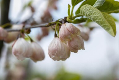 Halesia carolina meerstammig 300-350