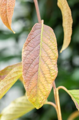 Halesia carolina meerstammig 300-350