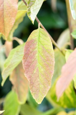 Halesia carolina meerstammig 300-350