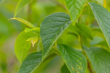 Halesia carolina meerstammig 300-350
