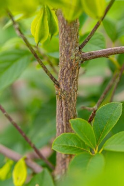 Halesia carolina meerstammig 300-350