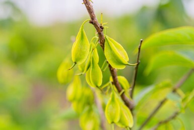 Halesia carolina meerstammig 300-350