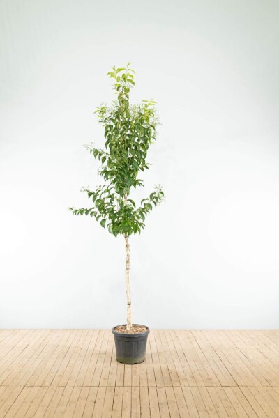 Heptacodium miconioides hoogstam 14/16