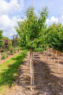 Heptacodium miconioides hoogstam