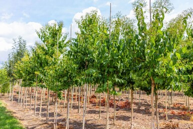Heptacodium miconioides hoogstam 14/16