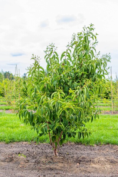 Heptacodium miconioides meerstammig 200-250