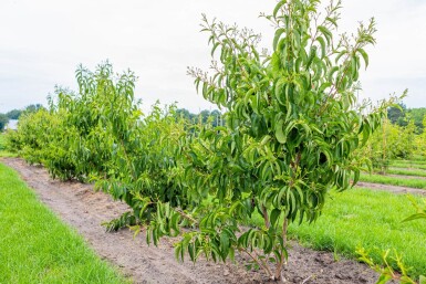 Heptacodium miconioides meerstammig 200-250