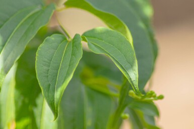 Heptacodium miconioides meerstammig 200-250
