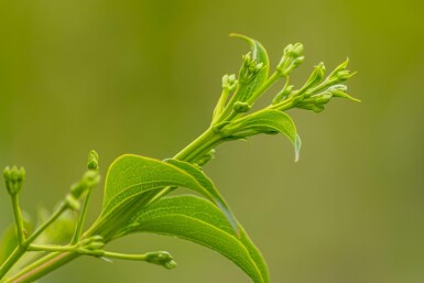 Heptacodium miconioides meerstammig 200-250