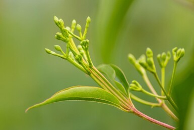 Heptacodium miconioides meerstammig 200-250