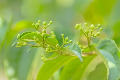 Heptacodium miconioides meerstammig 200-250