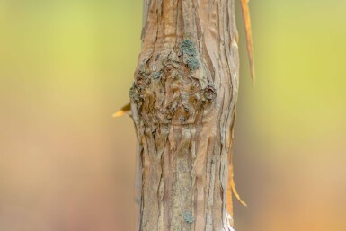 Heptacodium miconioides meerstammig 200-250