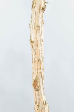 Heptacodium miconioides meerstammig 200-250