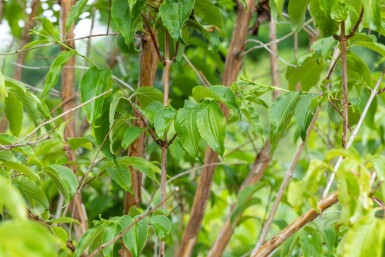Heptacodium miconioides meerstammig 200-250