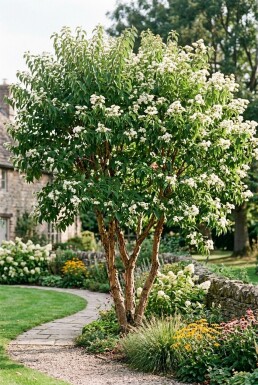 Heptacodium miconioides Meerstammig