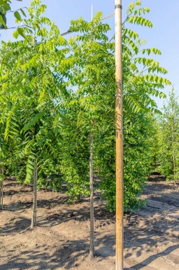 Juglans nigra hoogstam
