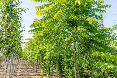 Juglans nigra hoogstam