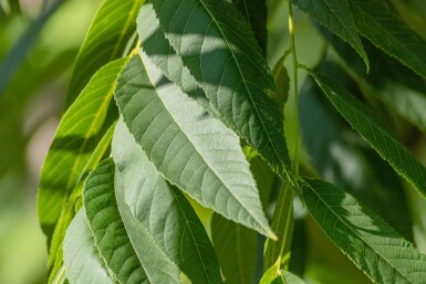 Juglans nigra hoogstam
