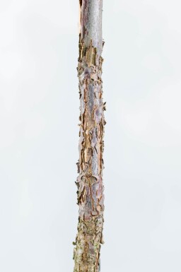 Juglans nigra hoogstam
