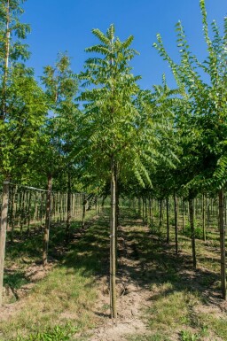 Juglans nigra hoogstam
