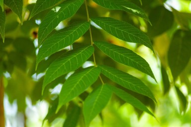Juglans nigra hoogstam