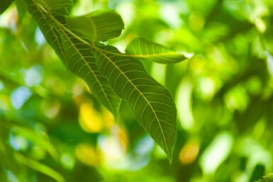 Juglans nigra hoogstam