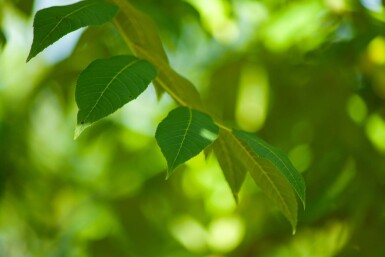 Juglans nigra hoogstam