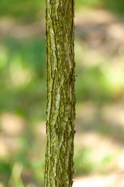Juglans nigra hoogstam