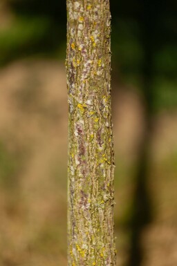 Juglans nigra hoogstam