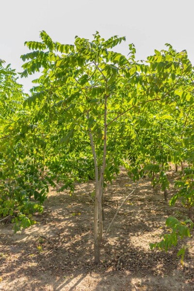 Juglans nigra meerstammig 250-300
