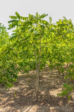 Juglans nigra meerstammig