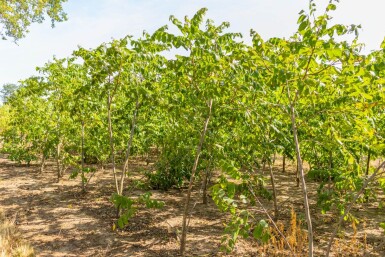 Juglans nigra meerstammig