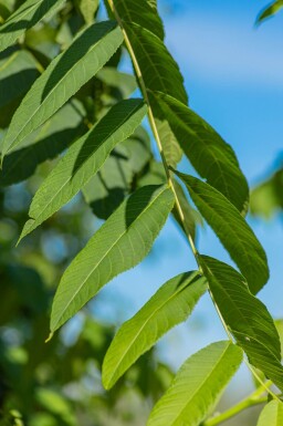 Juglans nigra meerstammig 250-300