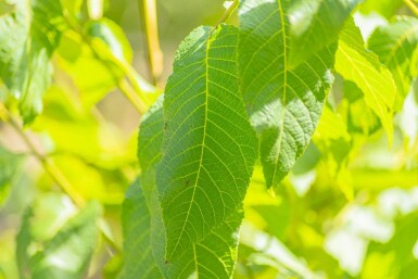 Juglans nigra meerstammig 250-300