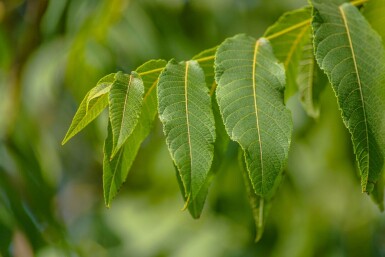 Juglans nigra meerstammig 250-300