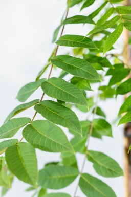Juglans nigra meerstammig 250-300
