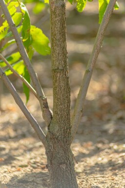 Juglans nigra meerstammig 250-300