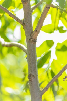 Juglans nigra meerstammig 250-300