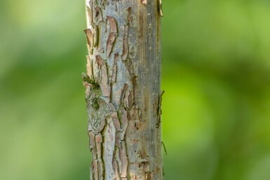 Juglans nigra meerstammig 250-300