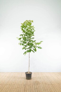 Juglans regia hoogstam