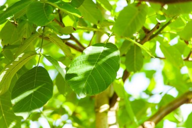 Juglans regia hoogstam