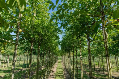 Juglans regia hoogstam 6/8
