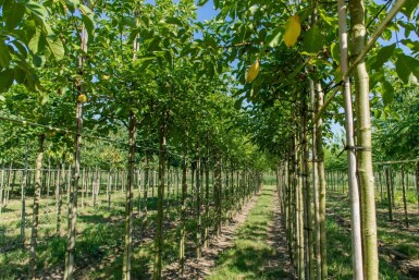 Juglans regia hoogstam 6/8
