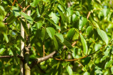 Juglans regia hoogstam 6/8